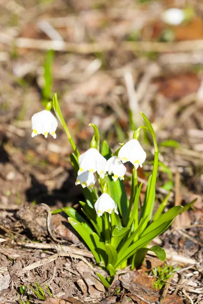 Schneeflocken im Frühling — Stockfoto