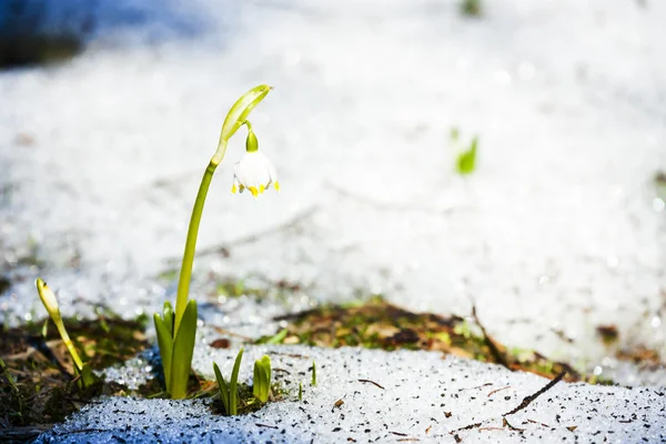 Spring snowflake in snow — Stock Photo, Image