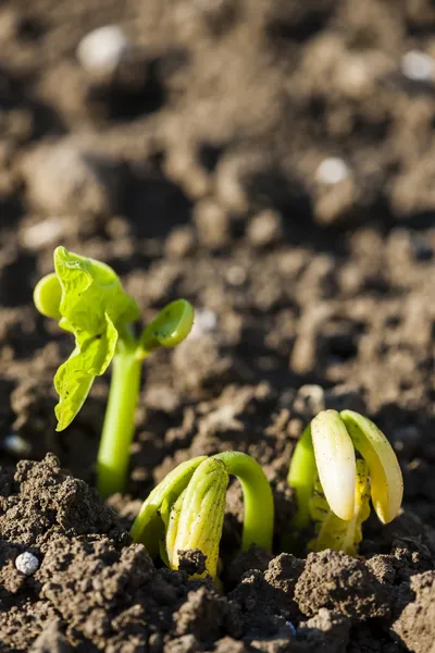 Seedling of bean — Stock Photo, Image