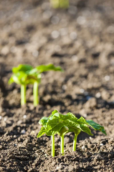 Seedlings of bean — Stock Photo, Image