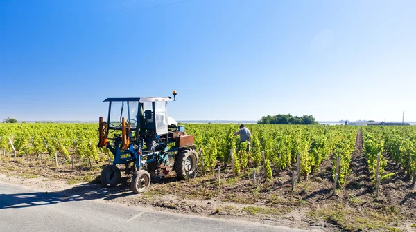 Виноградник с трактором, регион Бордо, Франция — стоковое фото