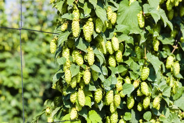 Hops in hops garden, Czech Republic — Stock Photo, Image