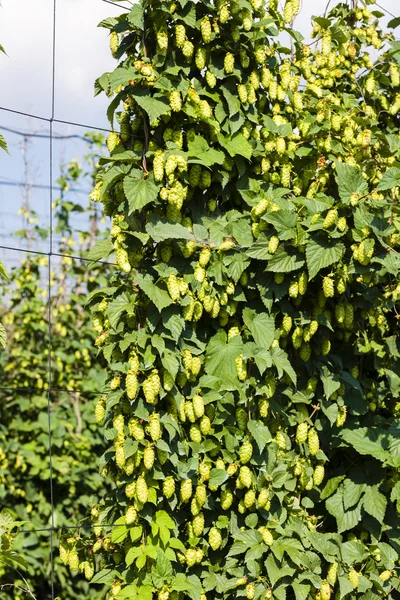 Hops in hops garden, Czech Republic — Stock Photo, Image