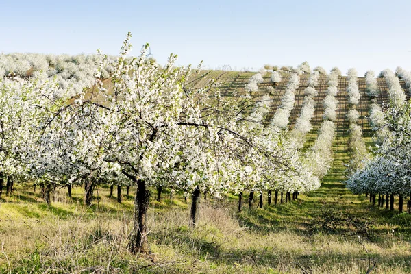 Pomar florescente na primavera, República Checa — Fotografia de Stock