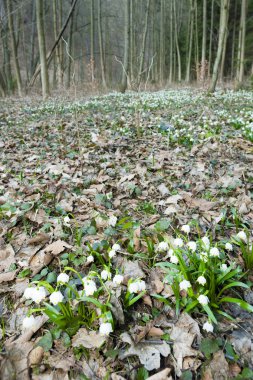 ormanda bahar kar taneleri