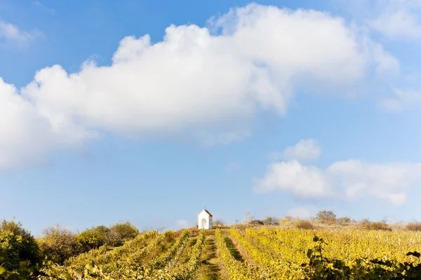 Vineyard in autumn near Hnanice, Czech Republic — Stock Photo, Image