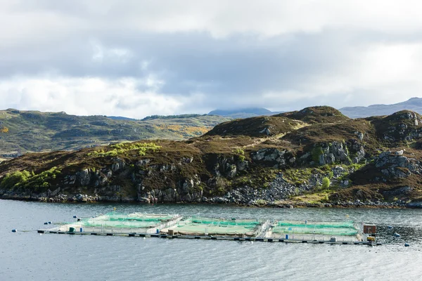 Som balığı çiftliği, loch chairn bhain, yaylaları, İskoçya — Stok fotoğraf