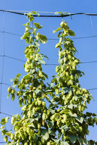 Hopfen im Hopfengarten, Tschechische Republik — Stockfoto