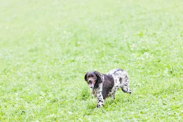 Running hunting dog — Stock Photo, Image
