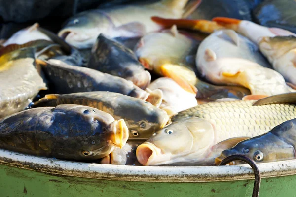 Pescado en la tina durante la cosecha del estanque — Foto de Stock