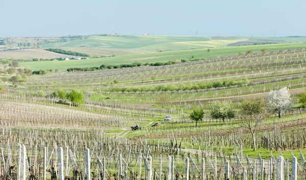 Виноградник под названием Новины недалеко от Цейковице, Чехия — стоковое фото