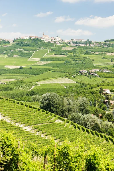 Vineyars, Piemontu, Włochy — Zdjęcie stockowe