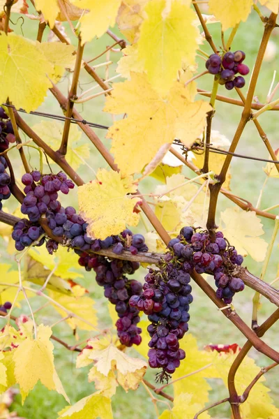 Grapes (Agostenga rosa), Germany — Stock Photo, Image