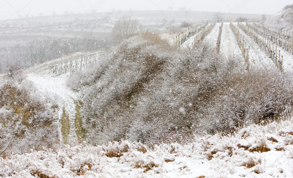winter vineyards, Eko Hnizdo, Czech Republic