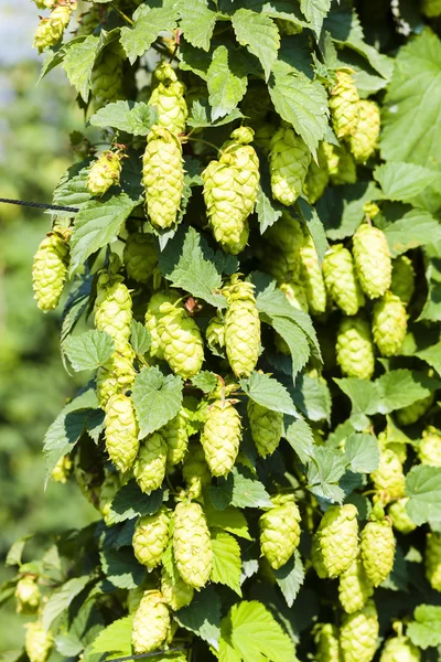 Houblon dans le jardin du houblon, République tchèque — Photo