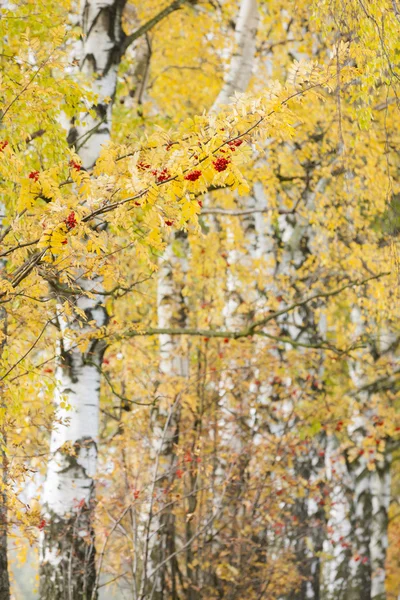 Autumnal birch alley — Stock Photo, Image