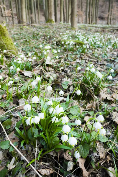 Våren snöflingor i skogen — Stockfoto