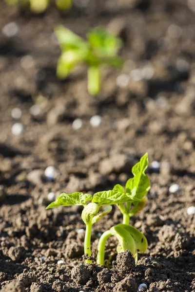 Seedlings of bean — Stock Photo, Image