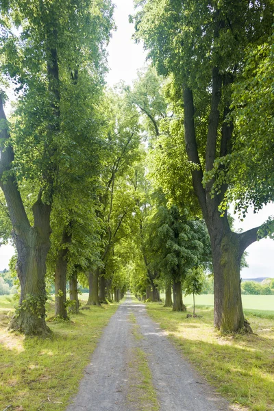 Spring alley — Stock Photo, Image