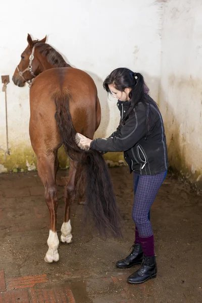 Peinado ecuestre del caballo —  Fotos de Stock