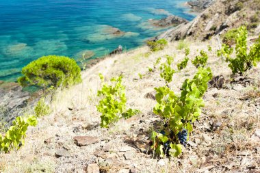 cap de peyrefite cerbere, yakındaki bağında languedoc-roussillon,