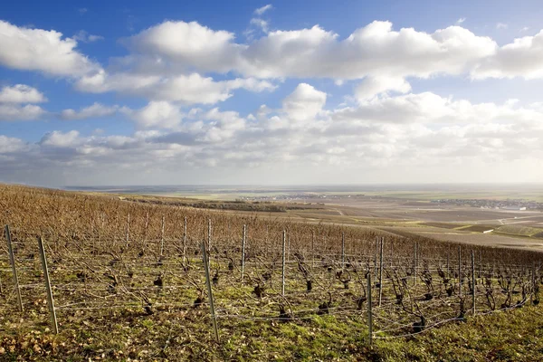 Weinberge der Champagnerregion, Burgund, Frankreich — Stockfoto