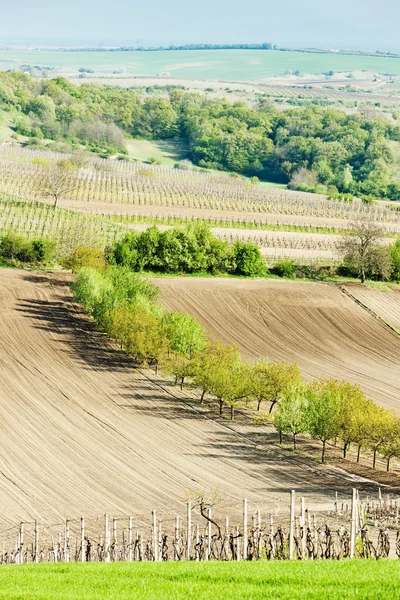 Manzara vrbice, Çek Cumhuriyeti — Stok fotoğraf