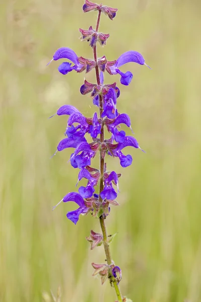 Blomma i äng — Stockfoto