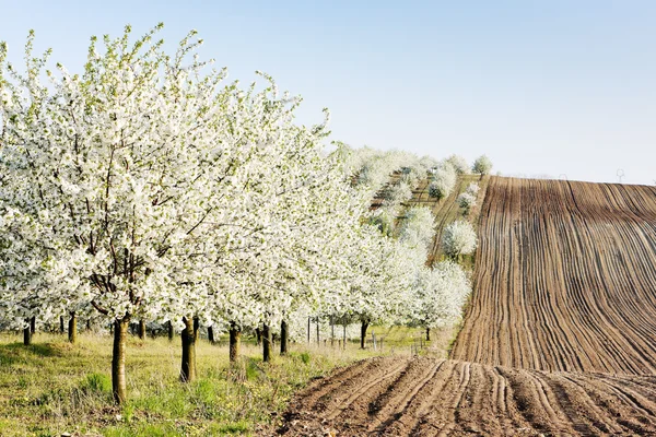 Blooming orchard in spring with a field, Czech Republic — Stock Photo, Image