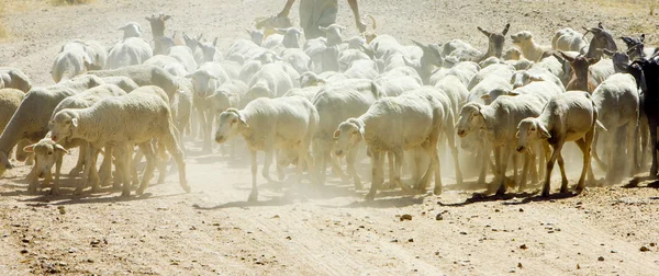 Κοπάδι πρόβατα, επαρχίας badajoz, Εξτρεμαδούρα, Ισπανία — Φωτογραφία Αρχείου