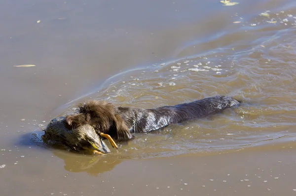 Perro de caza con una captura — Foto de Stock