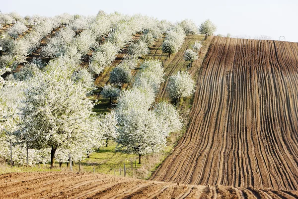 Kwitnący Sad na wiosnę z pola, Republika Czeska — Zdjęcie stockowe