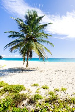 Bay, barbados, Karayipler faul
