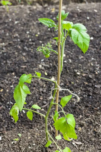 Seedling of tomato — Stock Photo, Image