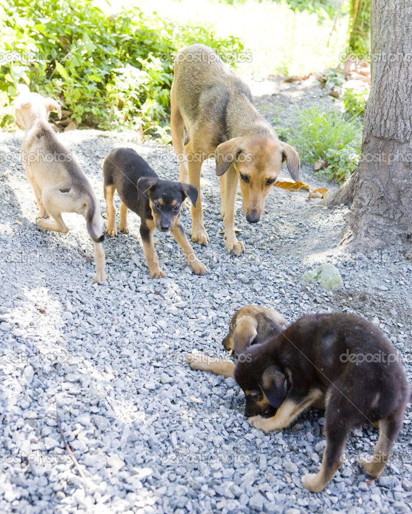 female dog with puppies, Tobago