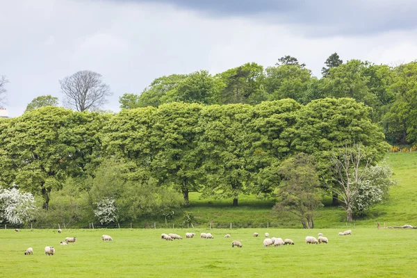 Paisaje con ovejas cerca de Laigh Milton, East Ayrshire, Escocia —  Fotos de Stock