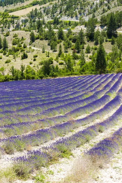 Lavanta tarlada tavard, Rhône-alpes, Fransa — Stok fotoğraf