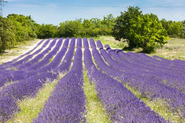 Campo de lavanda cerca de Salles-sous-Bois, Rhone-Alpes, Francia —  Fotos de Stock