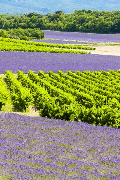 Levandulové pole s vinicemi, rhone-alpes, Francie — Stock fotografie