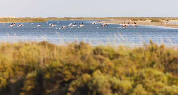 Flamingos em Camargue, Provence, Francia — Fotografia de Stock