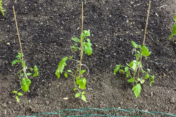 Seedlings of tomatoes — Stock Photo, Image