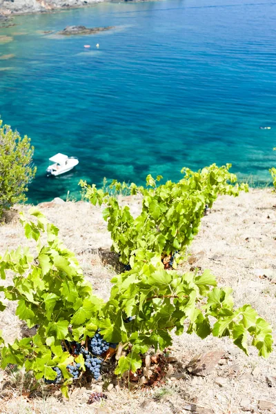 Vignoble du Cap de Peyrefite près de Cerbere, Languedoc-Roussillon , — Photo