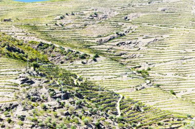 vineyars douro Valley, Portekiz