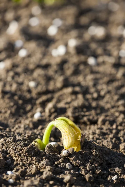 Seedling of bean — Stock Photo, Image