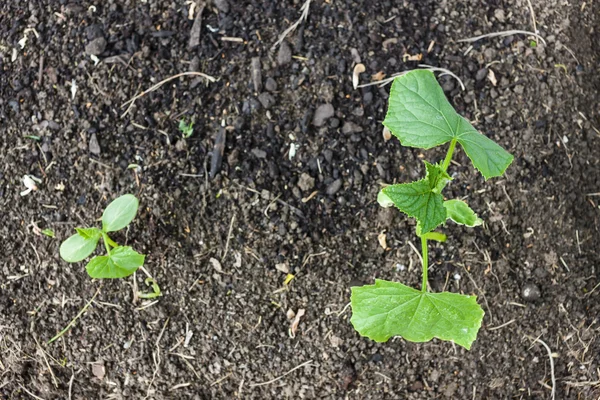 Seedlings of cucumber — Stock Photo, Image