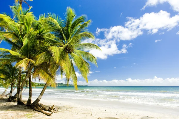 rockly, bay tobago