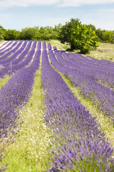Лавандовое поле рядом с Салль-су-Буа, Рона-Альпы, Франция — стоковое фото