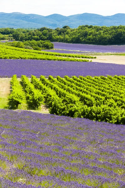 Campos de lavanda com vinhas, Rhone-Alpes, França — Fotografia de Stock