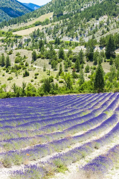 Levandulové pole poblíž tavard, rhone-alpes, Francie — Stock fotografie