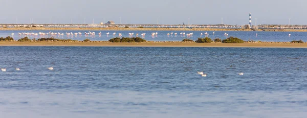 Flamants roses en Camargue, Provence, France — Photo